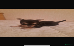 Chihuahua dogs for sale: Puppies  - Advert 2