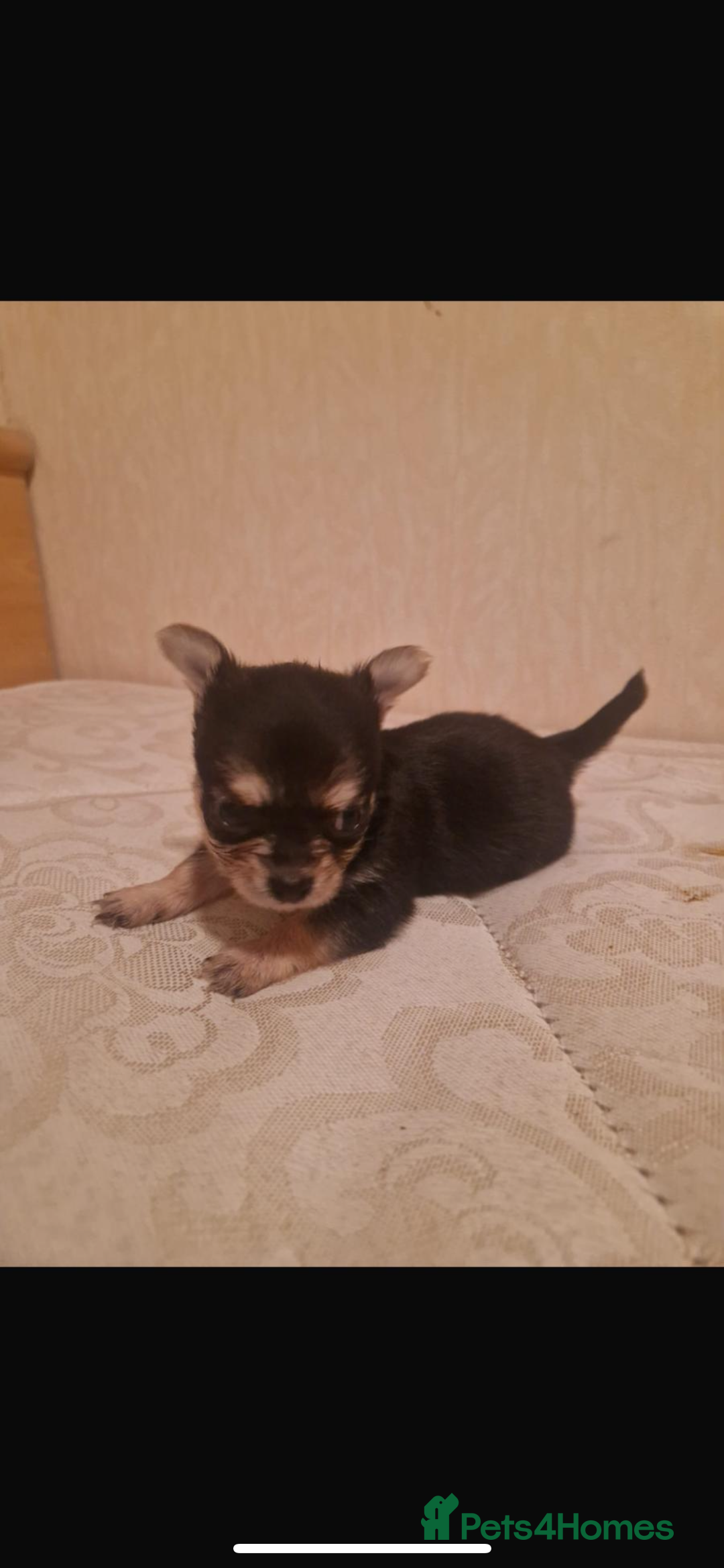 Chihuahua dogs for sale: Puppies  - Advert 2