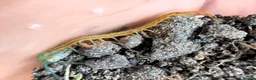 Centipedes invertebrates for sale: captive born scolopendra pedelings  in London - Advert 5