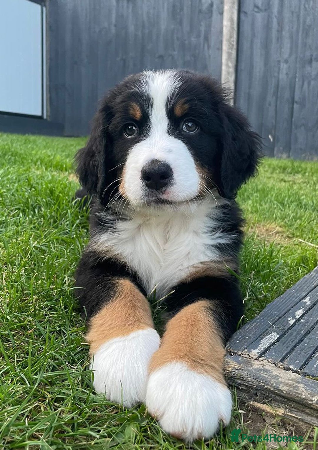 Bernese Mountain Dog dogs for sale: Symphony flam KC Bernese Mountain Puppies - Advert 9