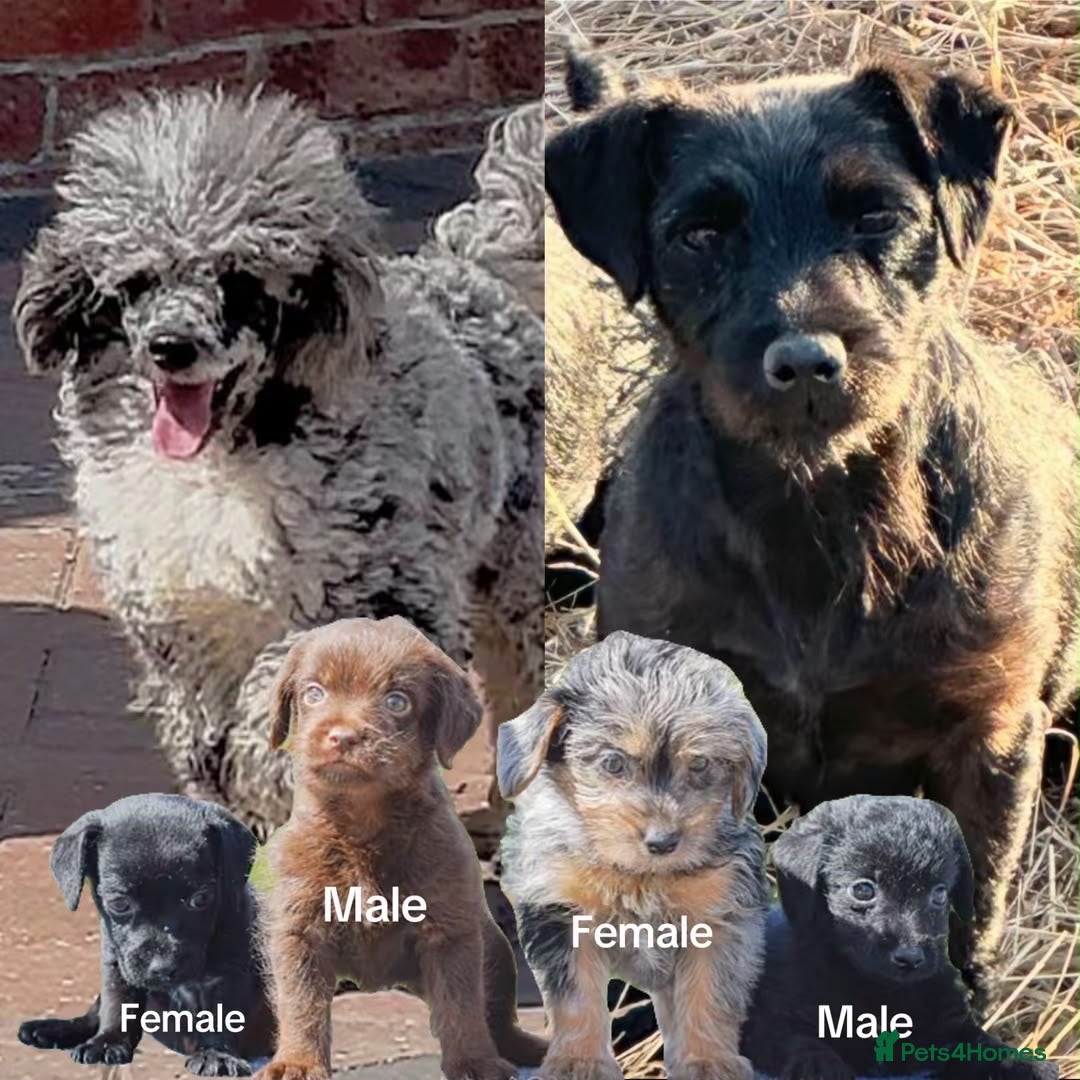 Mixed Breed dogs Patterpoo puppies cute, fun, happy, healthy  - Advert 12