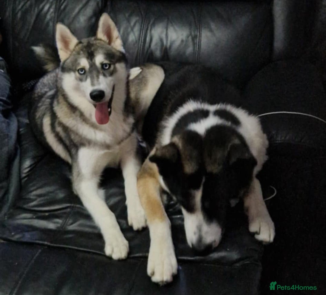 Huskita dogs for sale: FABULOUS HUSKITA PUPPIES Husky x Akita - Image 1