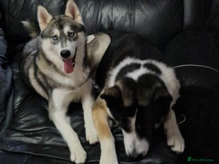 Huskita dogs for sale - Advert 1
