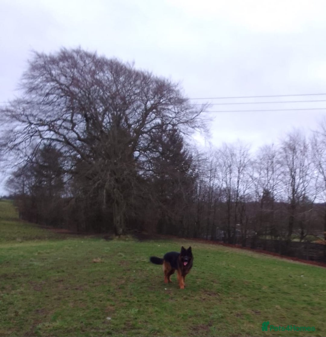 German Shepherd dogs for sale: German shepherd pups for sale  - Image 21