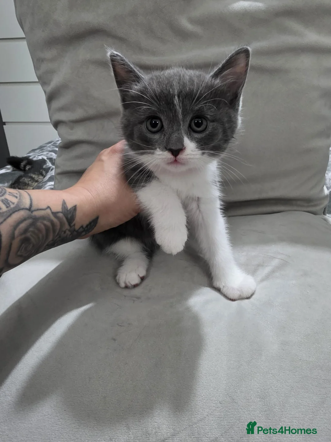 Mixed Breed cats for sale: 7 week old kittens in Manchester - Advert 1