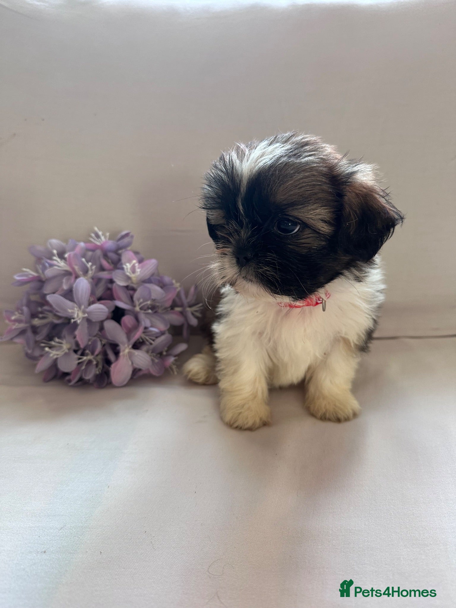 Shih Tzu dogs Shih Tzu puppies - Advert 17