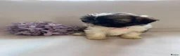 Shih Tzu dogs for sale: Shih Tzu puppies - Advert 1