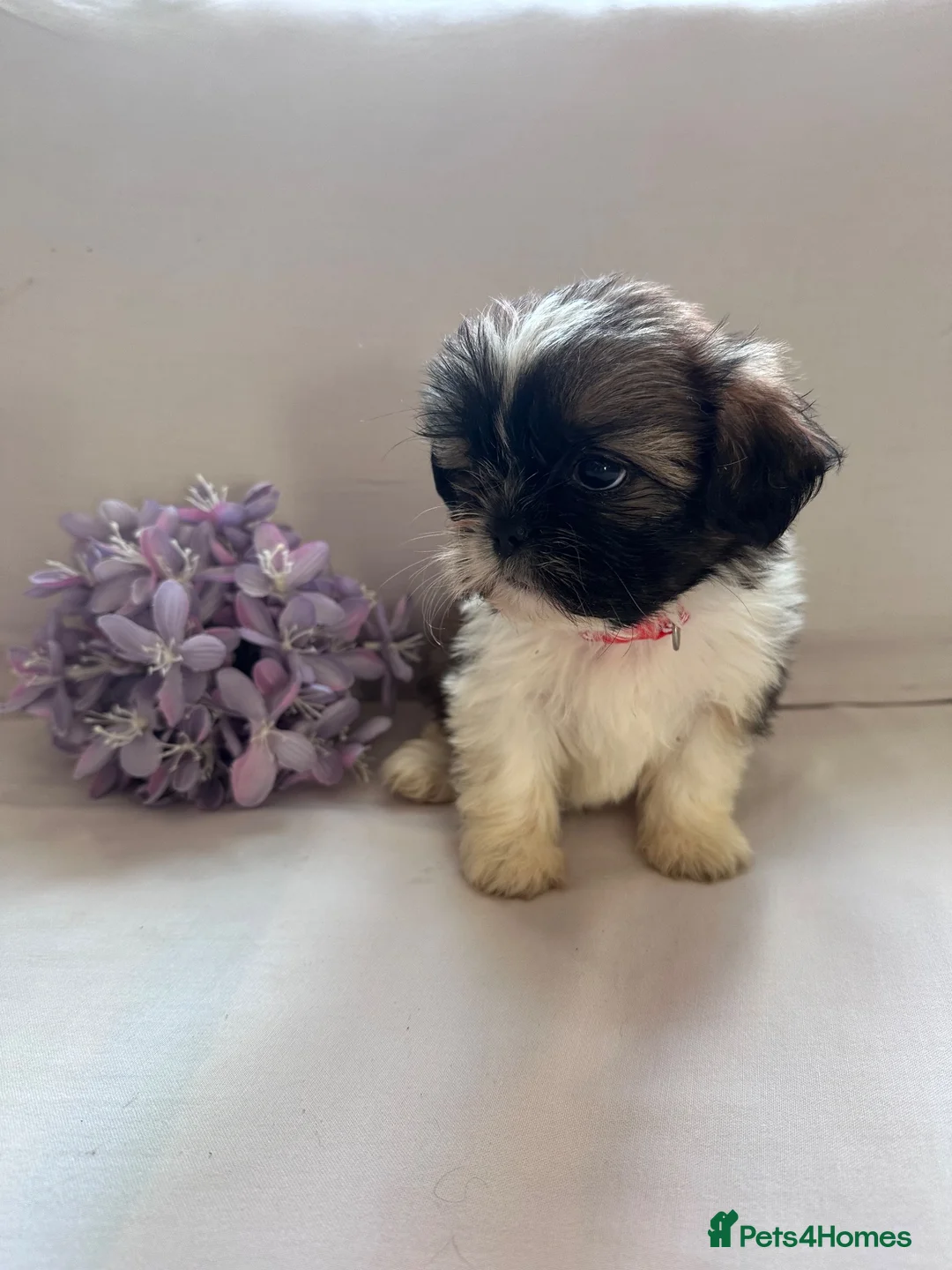 Shih Tzu dogs for sale: Shih Tzu puppies - Advert 1