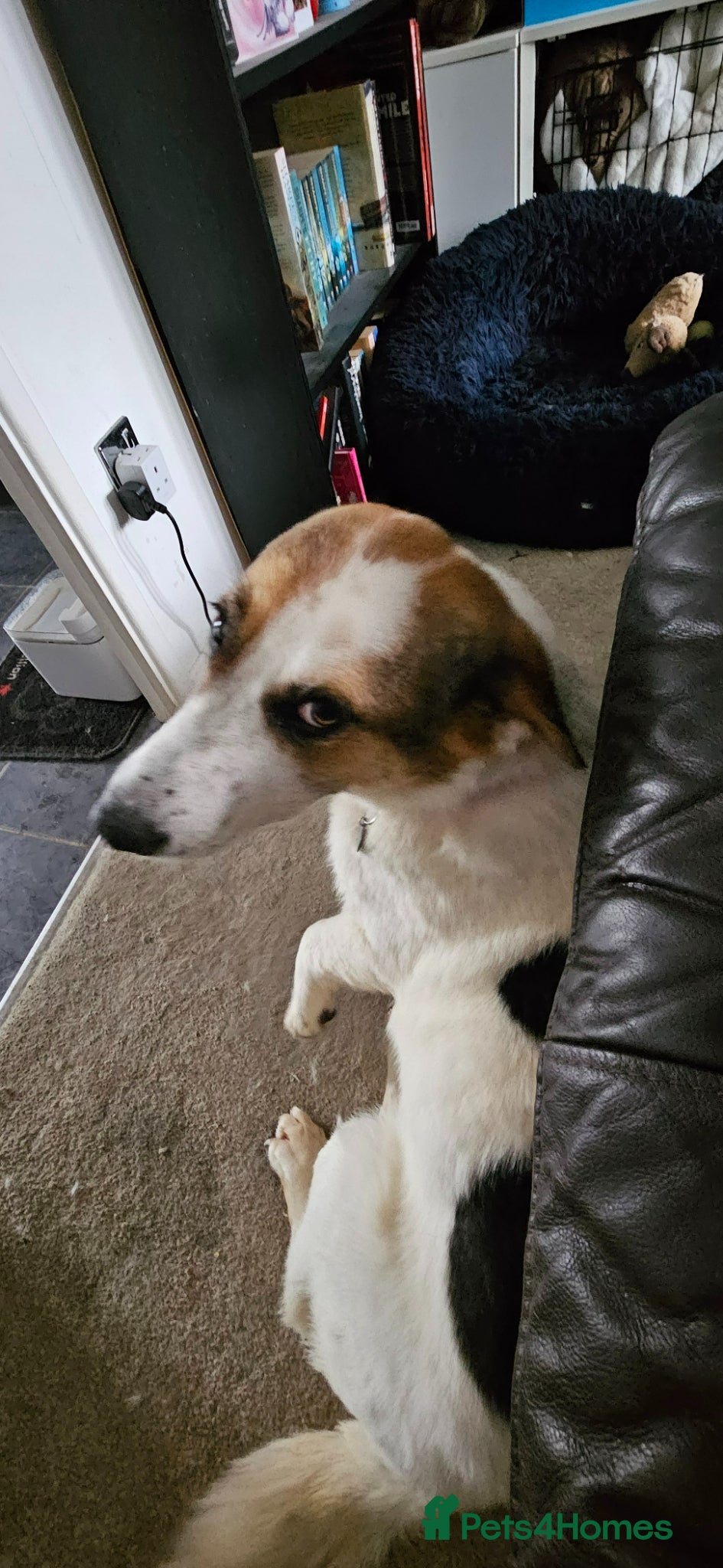 Mixed Breed dogs Sweet Savannah - Advert 1