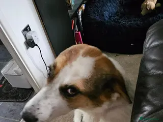 Mixed Breed dogs Sweet Savannah - Advert 2