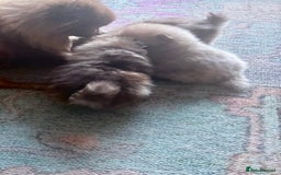 Pomeranian dogs for sale: Lilac and tan, chocolate and tan Pomeranians💜🤎 - Image 17