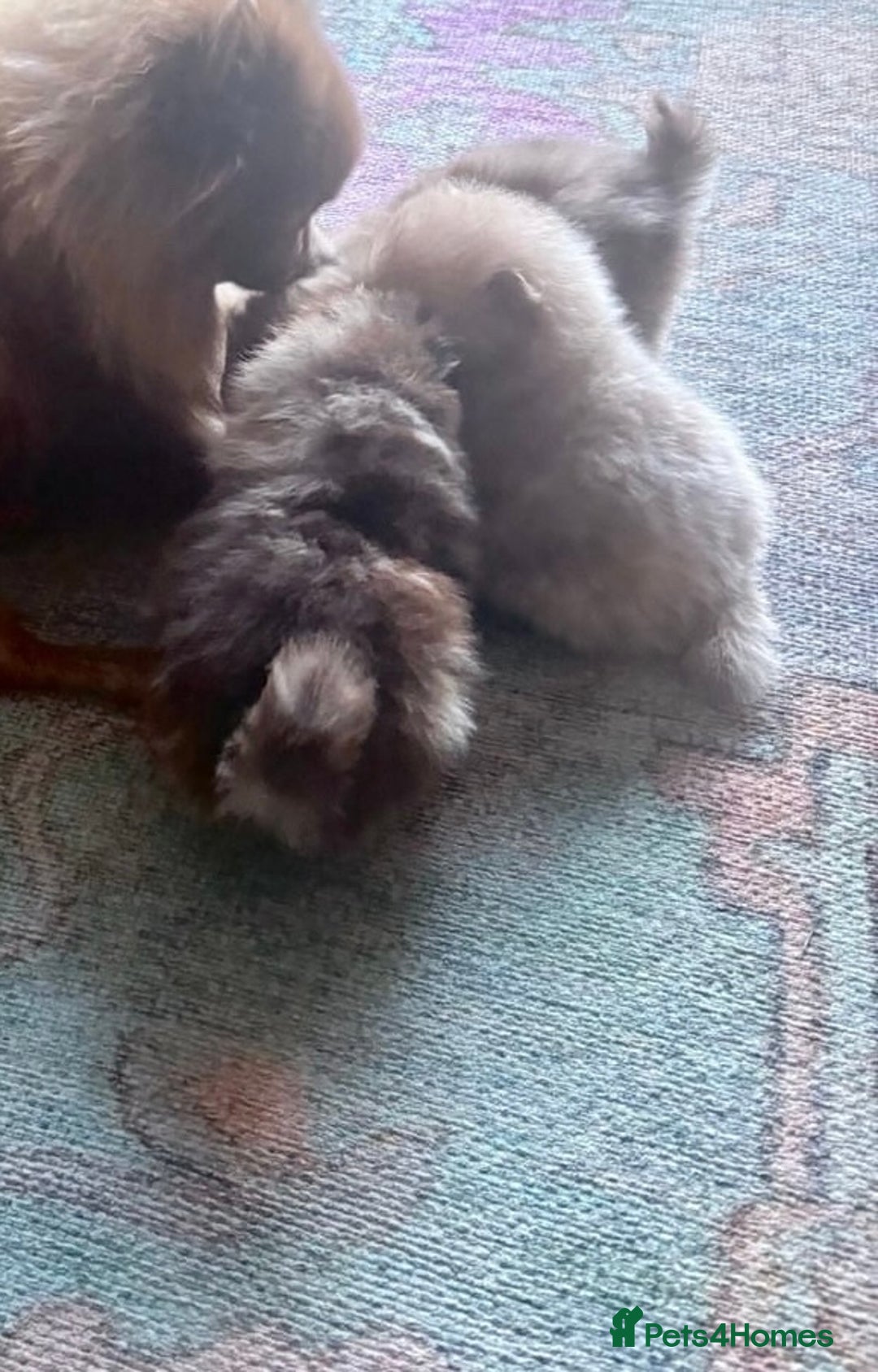 Pomeranian dogs for sale: Lilac and tan, chocolate and tan Pomeranians💜🤎 - Image 17