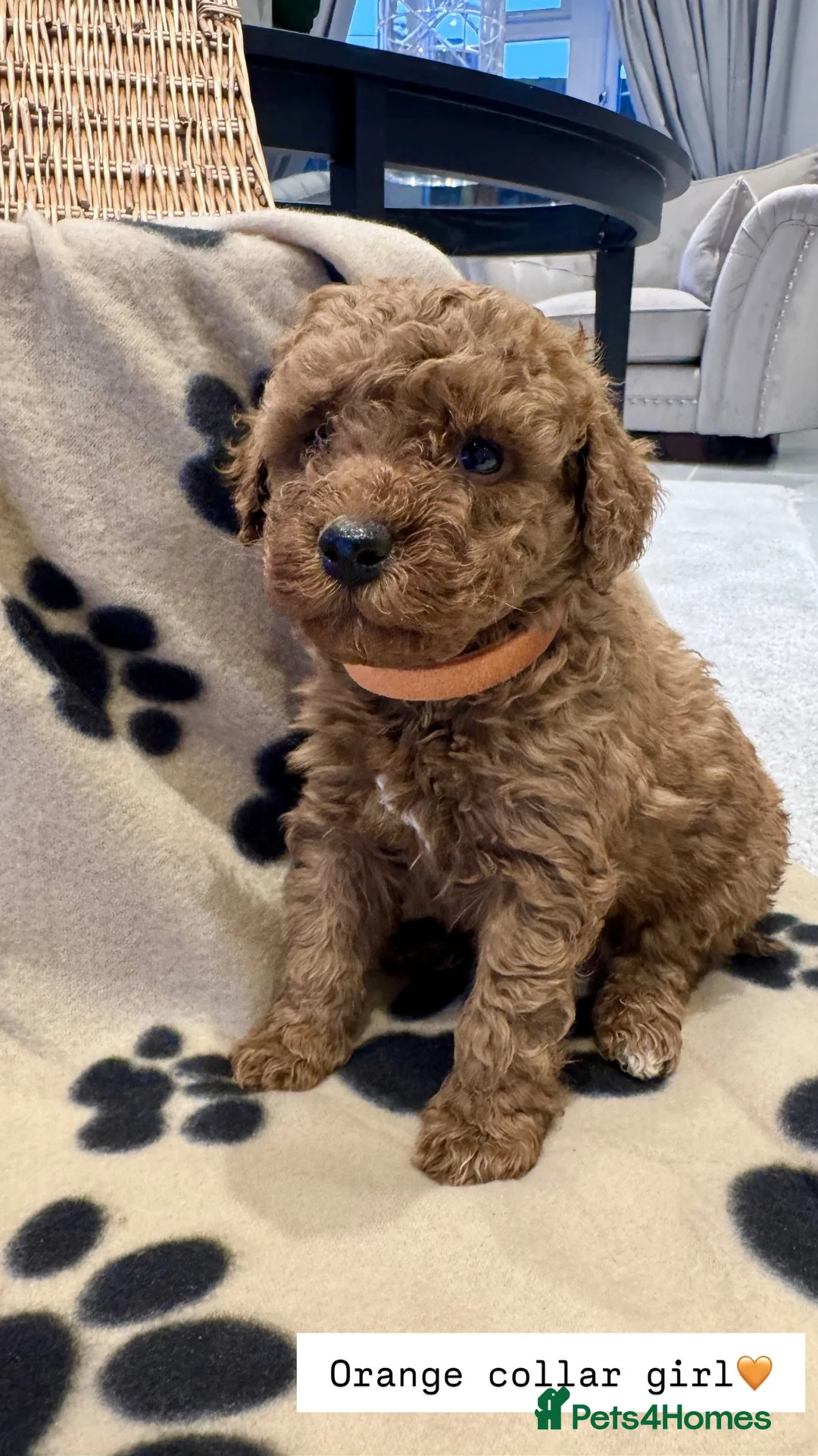Cockapoo dogs for sale:  Stunning F1b Cockapoo Puppies Available  - Advert 1