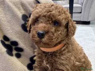 Cockapoo dogs Stunning F1b Cockapoo Puppies Available - Advert 1