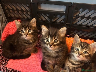 Mixed Breed cats Kittens amazing kittens - Advert 1