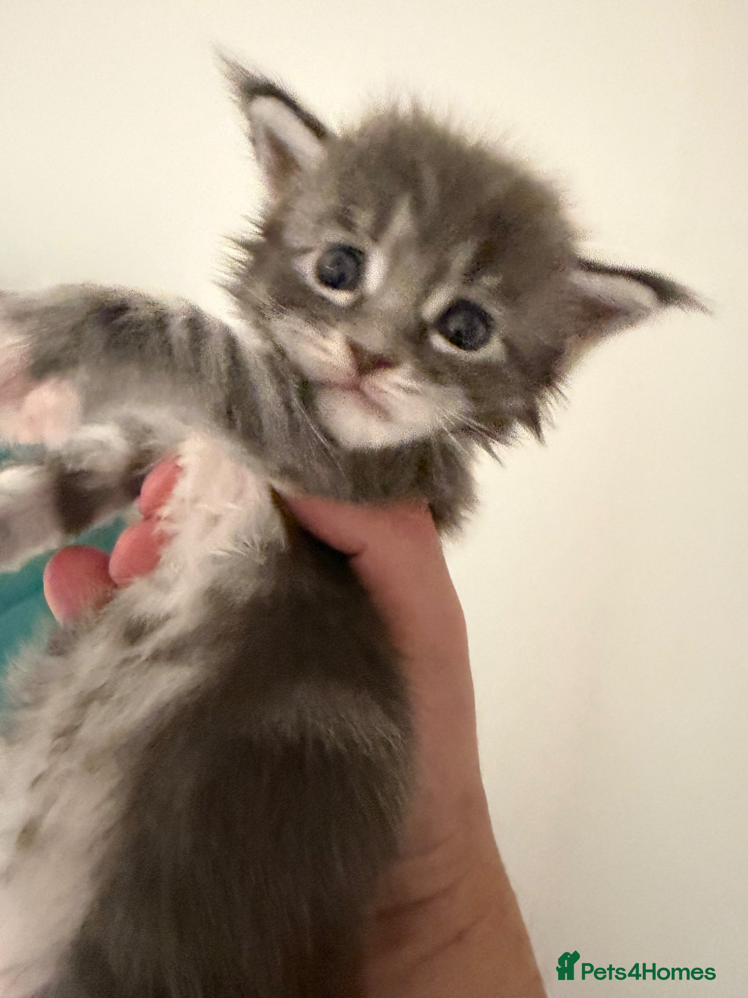 Maine Coon cats for sale: Maine Coon Kittens for sale (Surrey location) in Esher - Advert 2