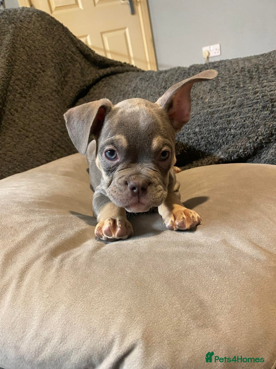 French Bulldog dogs for sale: 2 french bulldog boys  - Advert 5