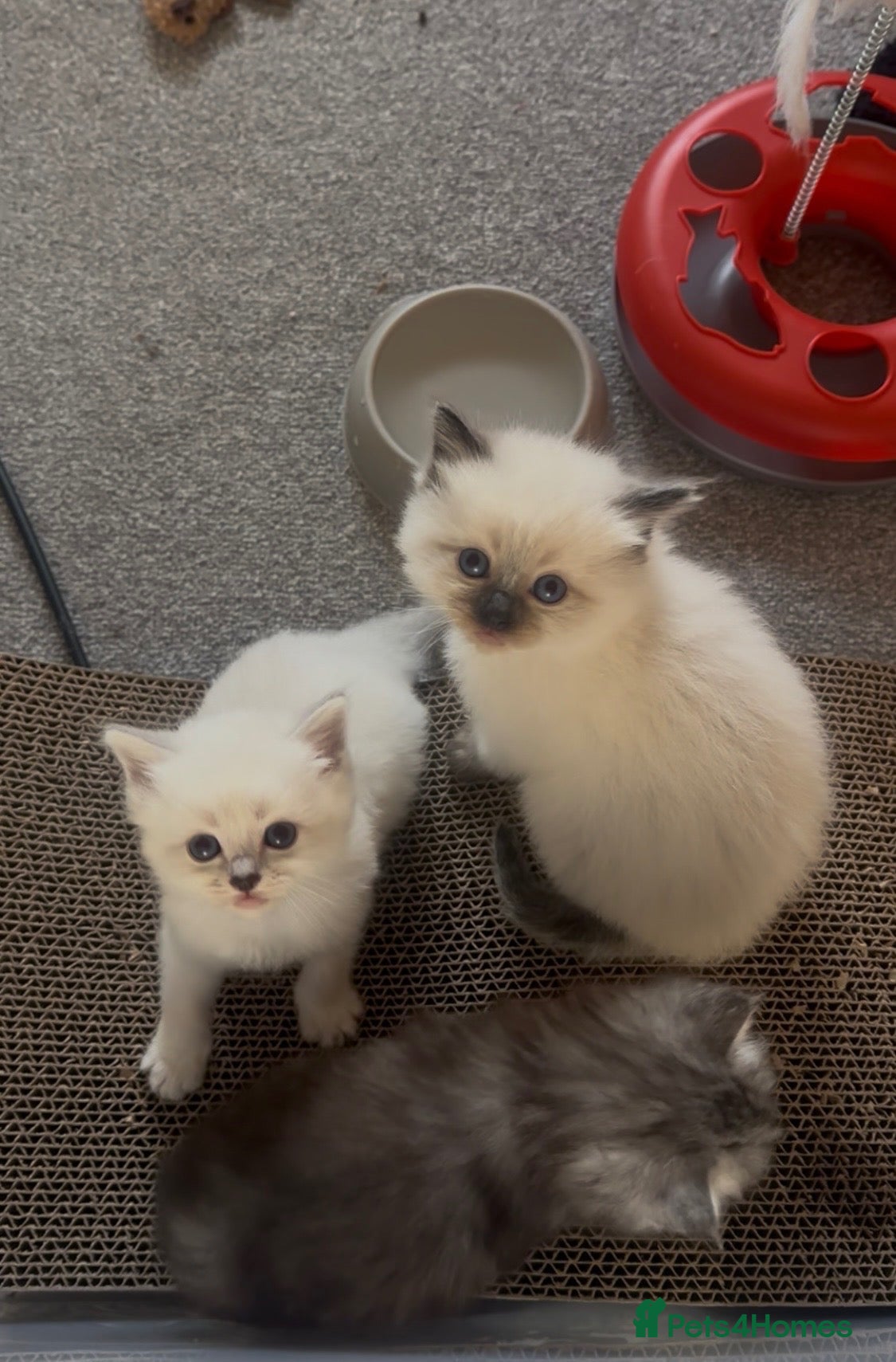 Ragdoll cats TWO RAGDOLL-PERSIAN BOYS - Advert 15