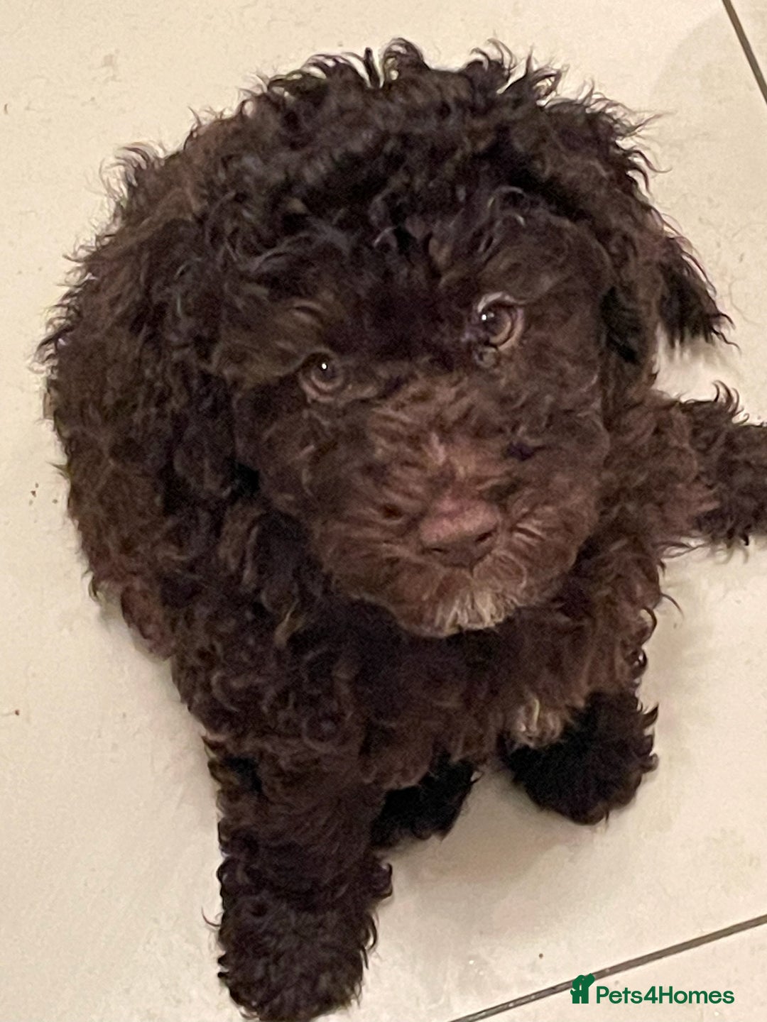 Miniature Poodle dogs for sale: Brown Poodle Puppies Ready Now. Chipped & Checked - Advert 1