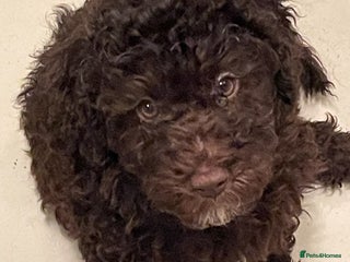 Miniature Poodle dogs Brown Poodle Puppies Ready Now. Chipped & Checked - Advert 15