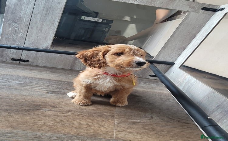 Cockapoo dogs - Advert 3