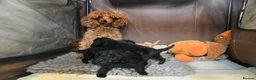 Toy Poodle dogs for sale: Pure bred Toy Poodle puppies, Black and Red - Advert 5