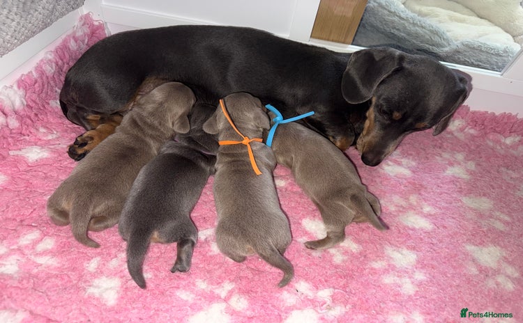 Dachshund dogs - Advert 6