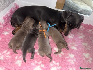 Dachshund dogs - Advert 31