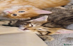 Mixed Breed cats for sale: 🐱 Handsome little boy kittens 💙 - Image 1