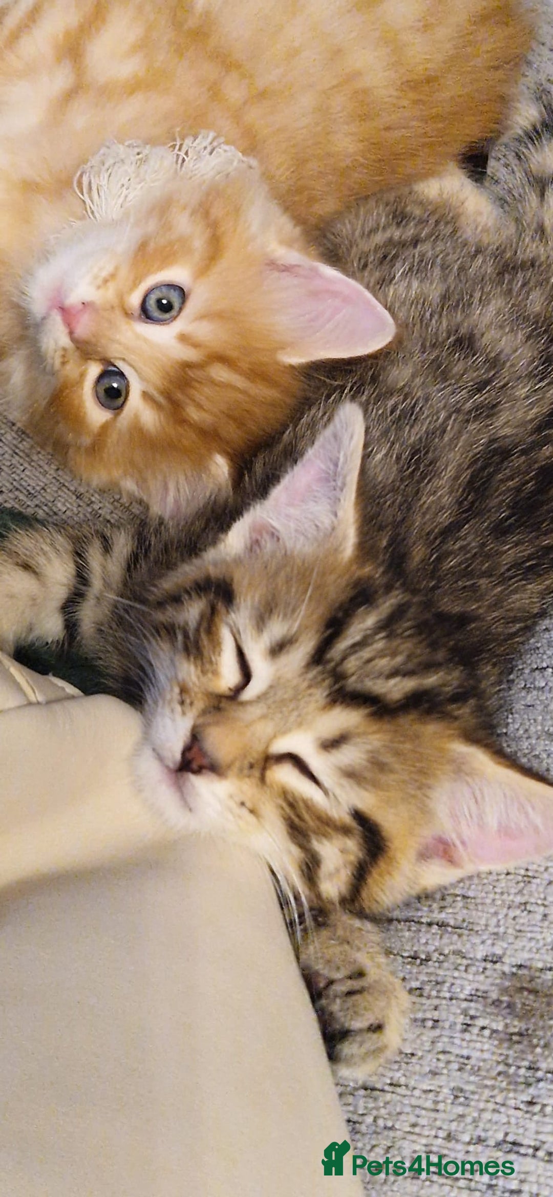 Mixed Breed cats for sale: 🐱 Handsome little boy kittens 💙 - Image 1