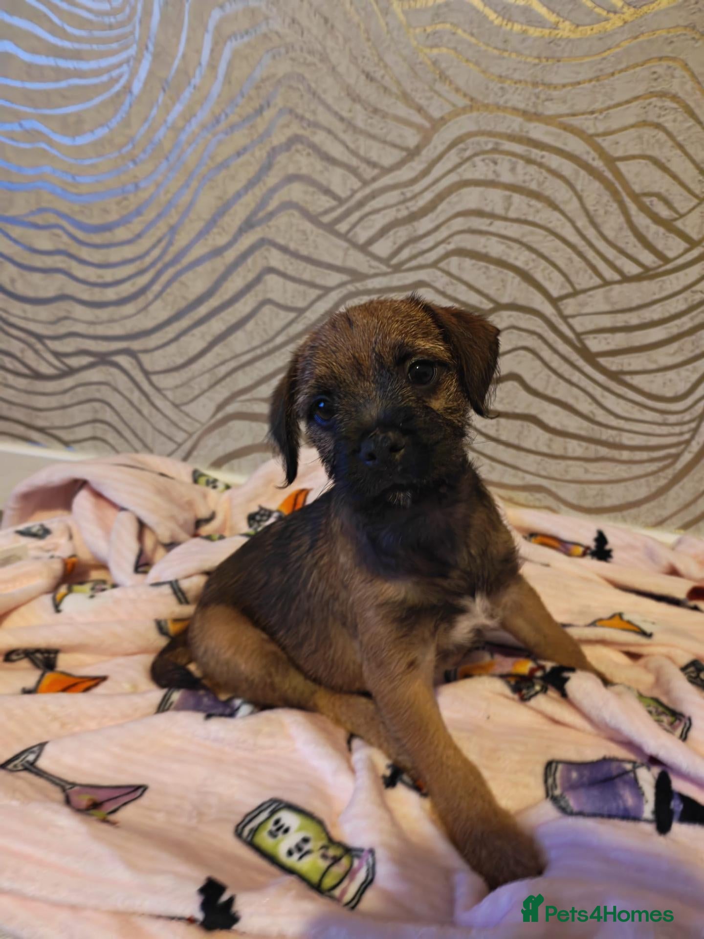 Border Terrier dogs Border terrier pups - Advert 21