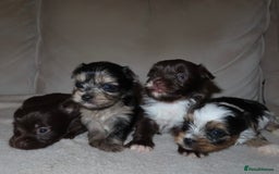 Chorkie dogs for sale: Beautiful Chorkie puppies for sale - Image 2