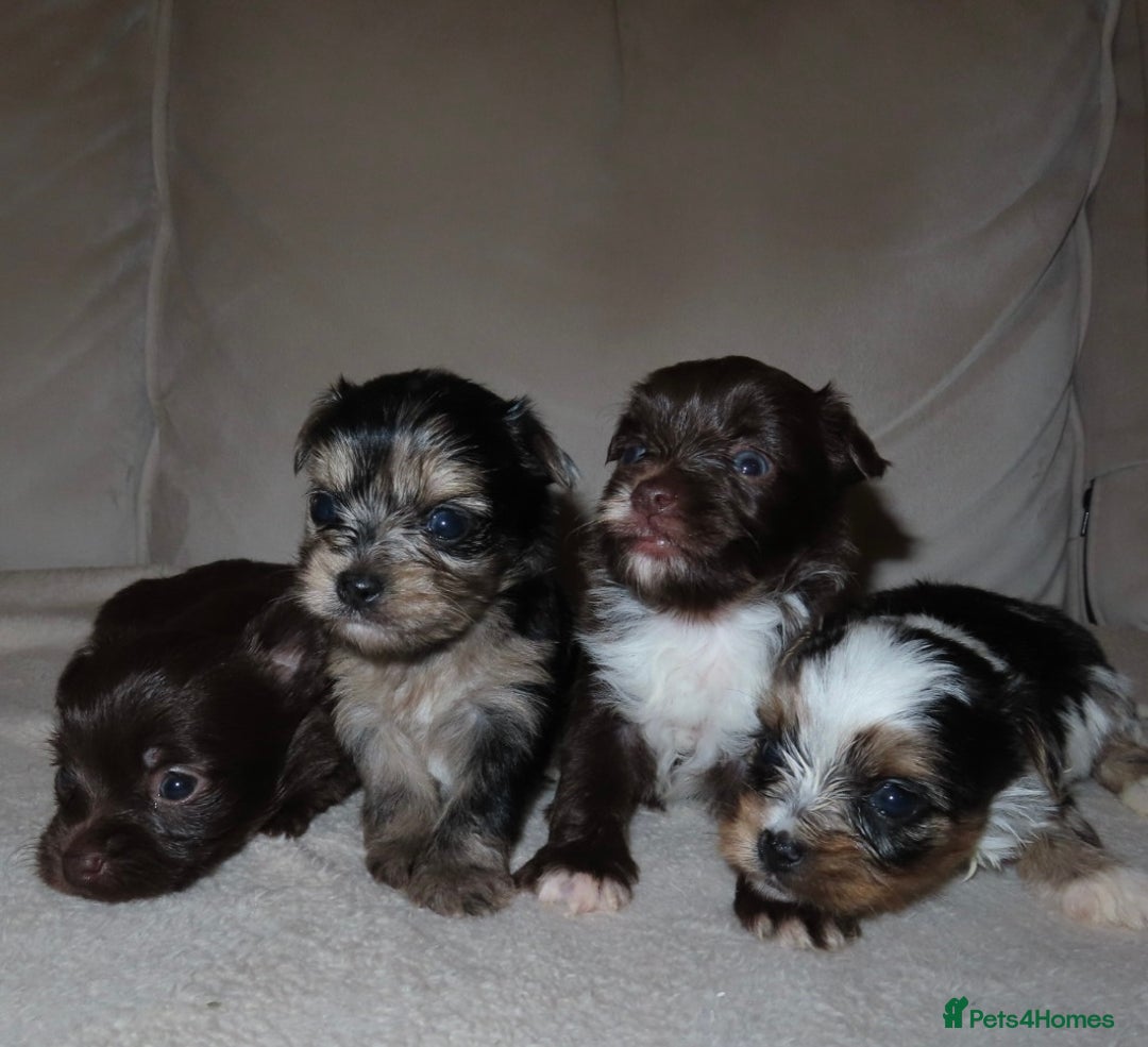 Chorkie dogs for sale: Beautiful Chorkie puppies for sale - Image 2