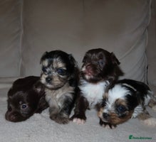 Chorkie dogs - Advert 5