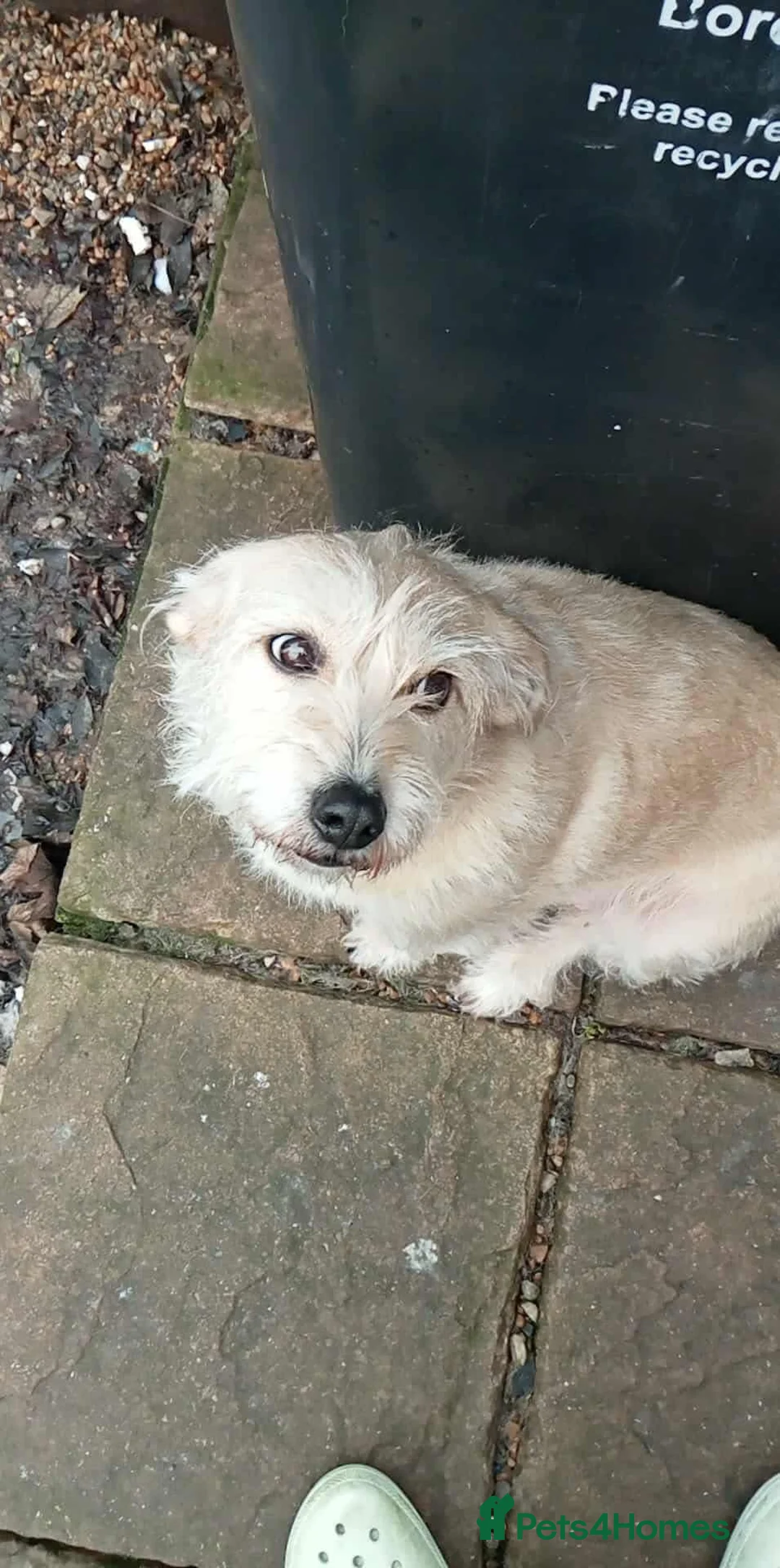 Mixed Breed dogs for adoption: Hope seeking forever home - Advert 1