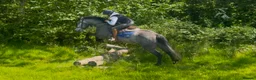 Connemara horses for sale: Class Quality and ready for the ribbons  - Advert 7