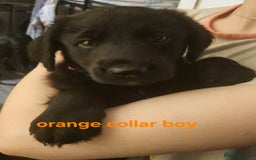 Labrador Retriever dogs for sale: Chunky pups ready now - Advert 19