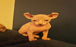 Sphynx cats for sale: Beautiful Pure Sphynx Kittens – Ready Now! - Image 4