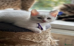 Turkish Angora cats for sale: Mainecoon x  - Image 2