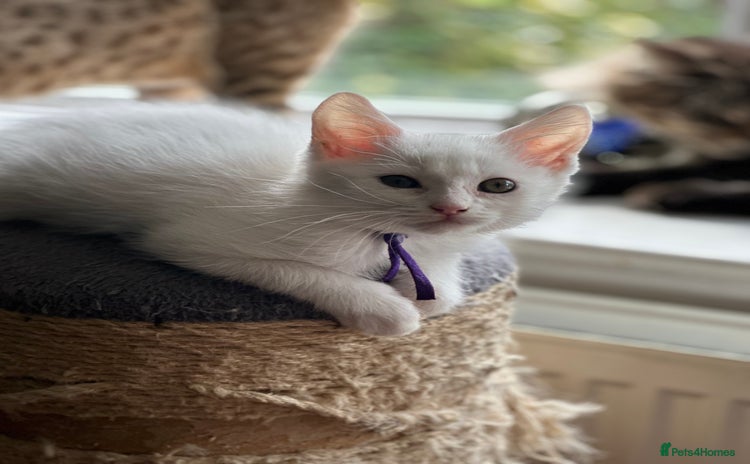 Turkish Angora cats - Advert 1