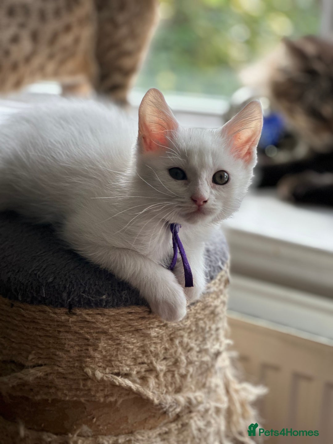 Turkish Angora cats for sale: Mainecoon x  - Image 2