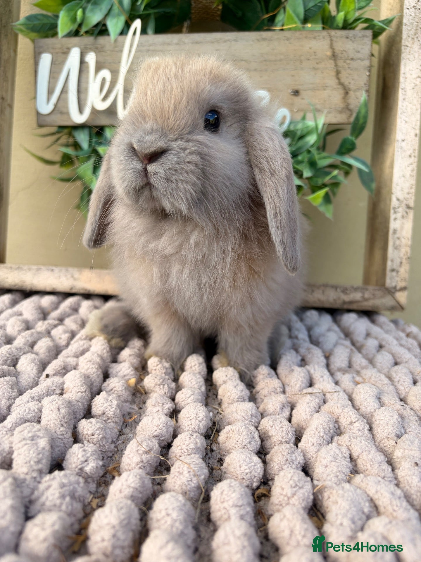 Mini Lop rabbits for sale: Beautiful buck mini lop - Advert 1