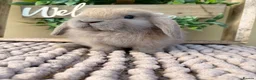 Mini Lop rabbits for sale: Beautiful buck mini lop - Advert 1