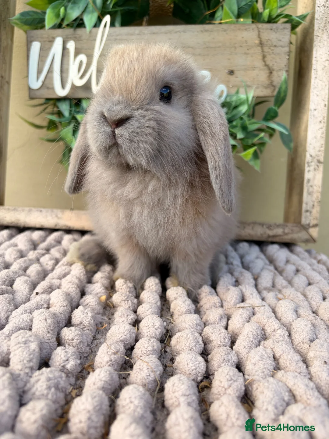 Mini Lop rabbits for sale: Beautiful buck mini lop - Advert 1