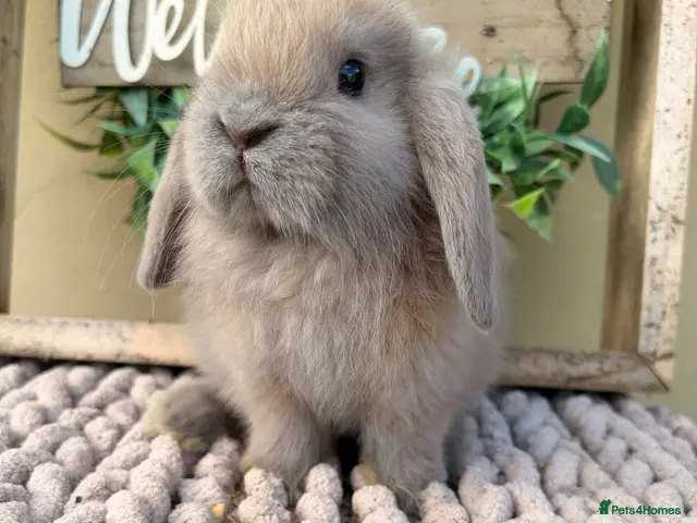 Mini Lop rabbits for sale: Beautiful buck mini lop - Advert 1