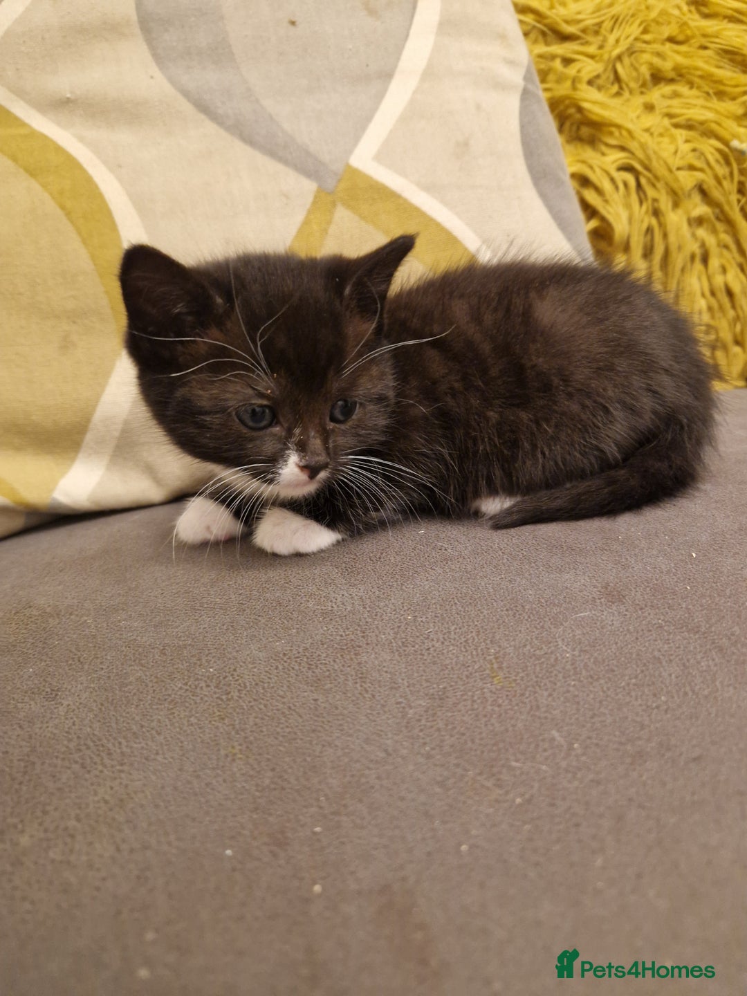 Mixed Breed cats for sale: Playful kittens looking for their furever homes  - Advert 14