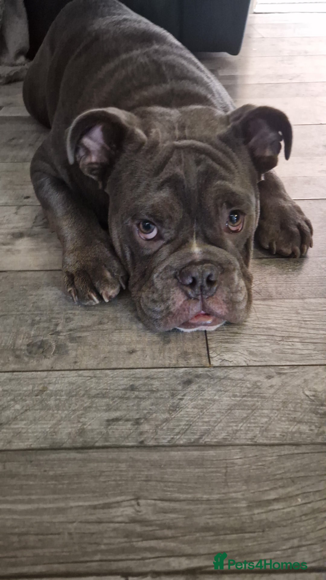 Mixed Breed dogs for sale: 7 month old QUALITY ENGLISH BULLDOG - Image 1