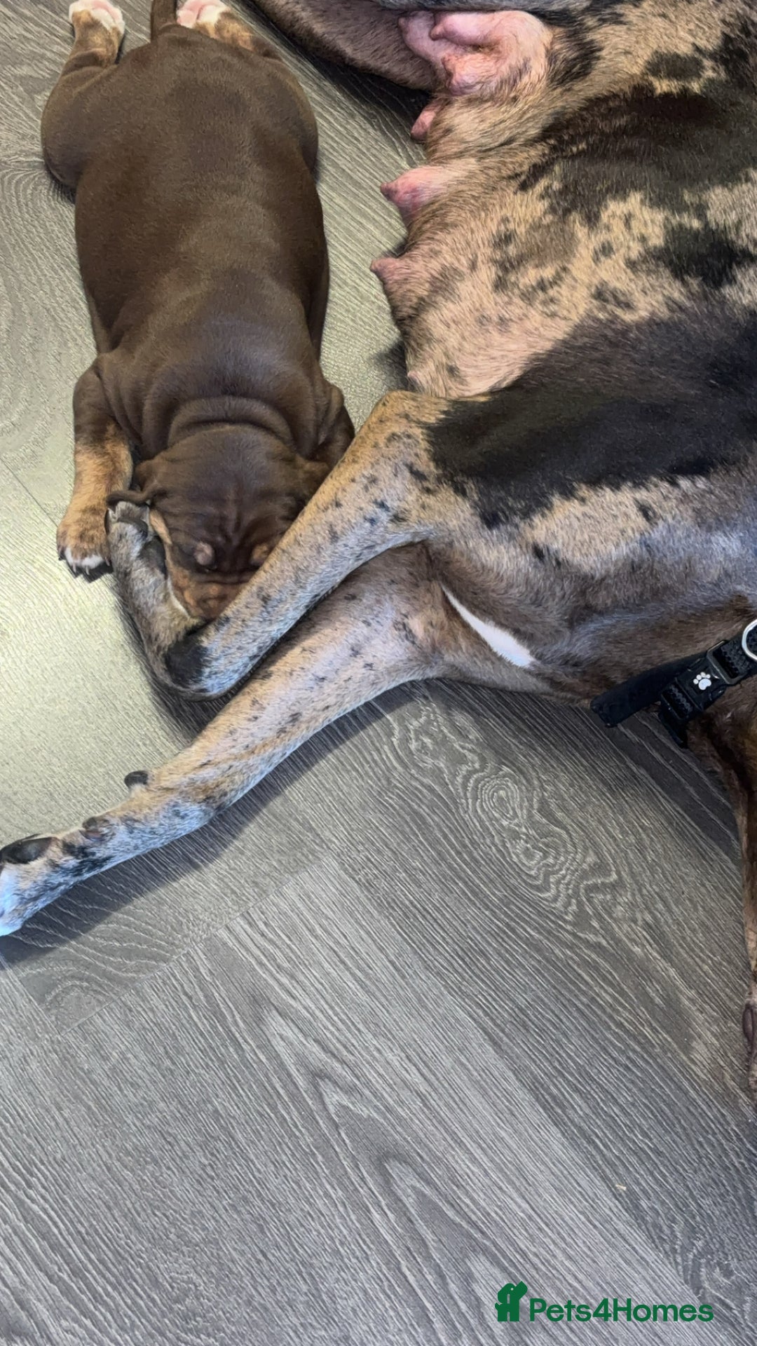 Mixed Breed dogs for sale: Second generation Female bull lurcher  - Image 14