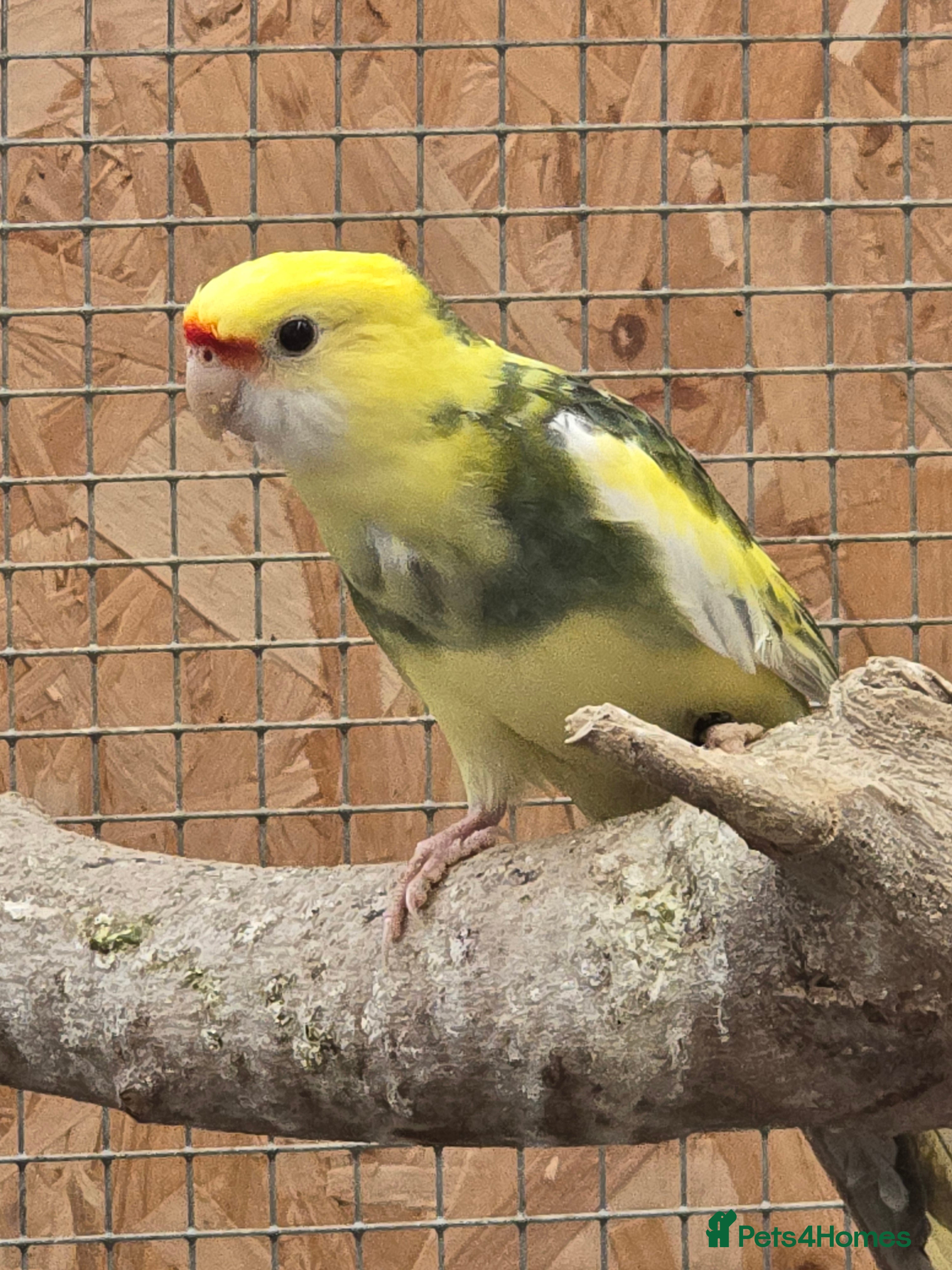 Cockatiels birds Pied pennants  - Advert 5