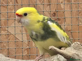 Cockatiels birds Pied pennants - Advert 5